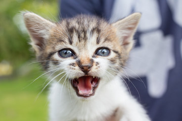 Young man is holding a small kitten in his hands. Adorable kitty outdoors for the first time. Cute pet face closeup