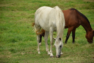 Obraz premium horses grazing