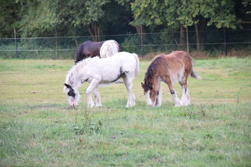 irish cob foals grazing