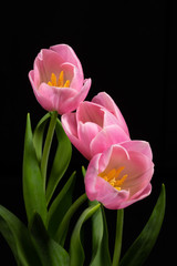 Three Pretty Tulips