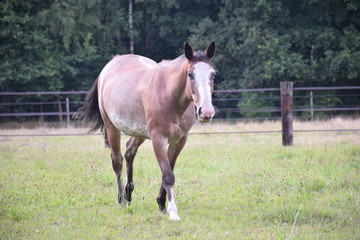 Obraz premium horse walking in field