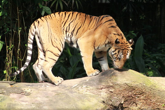 The Sumatra Tiger in Malang Secret Zoo