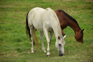 Obraz premium horses grazing