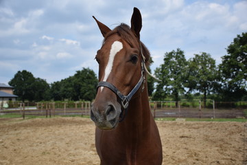 Obraz premium brown horse in pasture