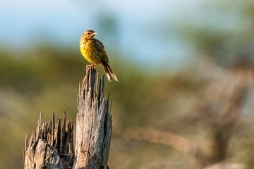 Sharpe's pipit or Macronyx sharpei in savanna © Yakov