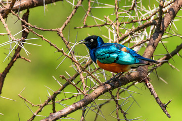 Superb starling or Lamprotornis superbus perches on acacia