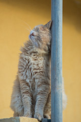 An yellow street cat rubbing its head on pole. 
