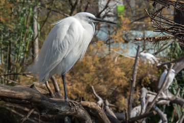 A white snowy egret