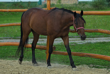 Brown horse walking inside fenced area outside stable