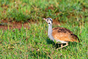 Close-up of white-bellied bustard or Eupodotis senegalensis