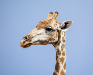 Giraffe Portrait