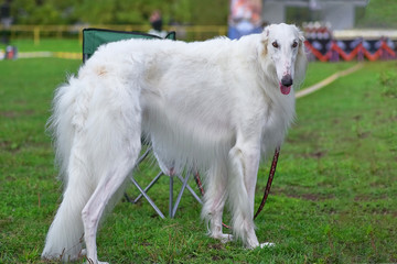 Fototapeta premium Greyhounds white dog standing on the grass and looking at the camera