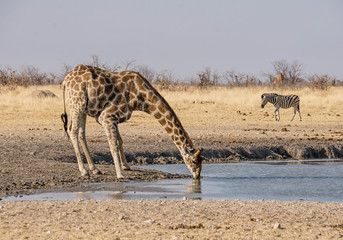 Fototapeta na wymiar Giraffe Drinking