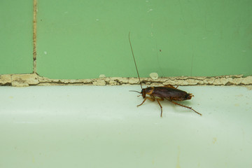 A big brown cockroach on a edge of bathtub in a background of old green tiles