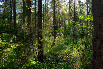Fototapeta premium forest