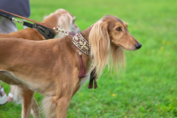 Saluki Persian greyhound, medium sized hunting dog, close-up
