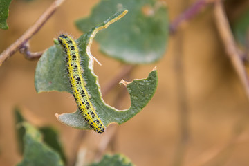 A green and yellow with black spots caterpillar on a green half eaten  leaf