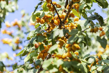 Apricots in the sun. Juicy fruit on the branches of trees. Ripe apricot is ready for harvesting.