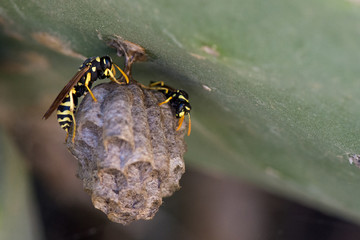 Two paper wasps on a small nest with a blurred background