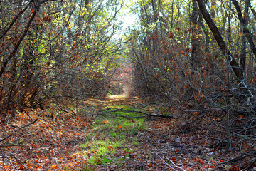 Pathway through the autumn forest