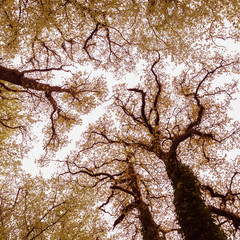 Autumn Tree Cnopy 6