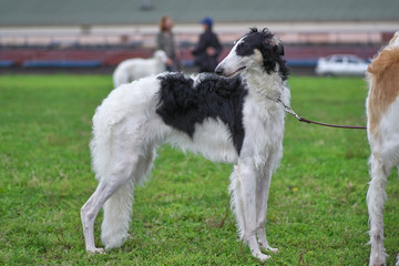 Greyhounds, a breed of thin dogs with long legs close-up