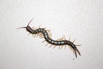 centipedes