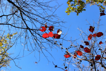 Bright red autumn leaves on a tree branch in rays of sunlight. Close up
