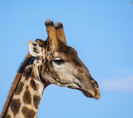 Giraffe Portrait