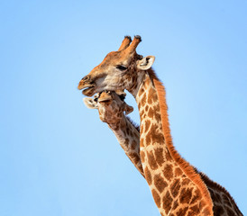 Giraffe Pair Portrait