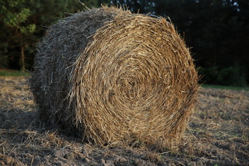 siano, słoma © Katarzyna