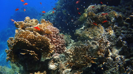 Naklejka na ściany i meble fish, underwater, coral, 