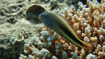 fish, underwater, coral, 