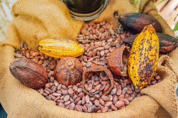 Cacao Tree. Organic cocoa fruit pods in nature. Theobroma cacao.