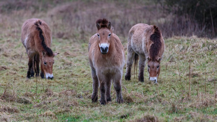 Fototapeta premium Przewalski horse Netherlands