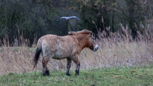 Przewalski horse Netherlands