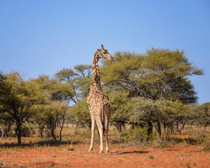 Giraffe