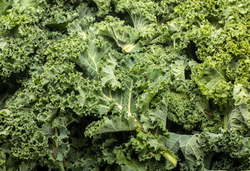 A healthy fresh curly kale