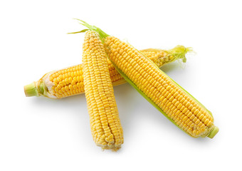 Ripe corn cobs on white background