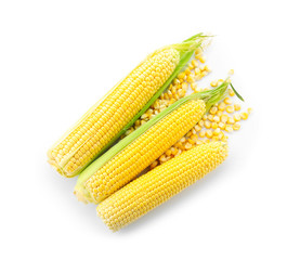 Ripe corn cobs on white background
