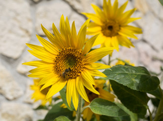 Blooming sunflowers against the background of a limestone wall