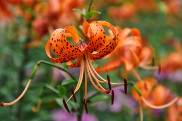 spotted orange lily flowers on a summer garden bed in the garden