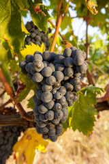 Fototapeta premium ripe red grape clusters on the vine