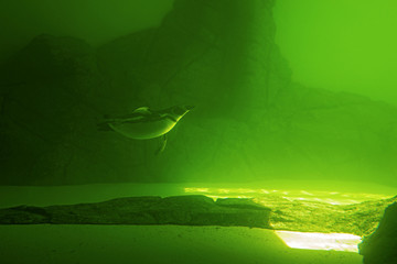 Penguin swims underwater in a green water. Sunny summer day. - 220074977