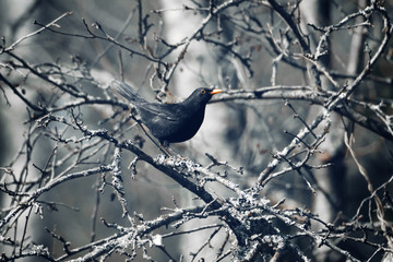 Blackbird with orange beak sitting on tree branch 