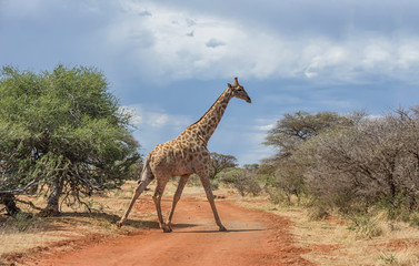 Obraz premium Giraffe