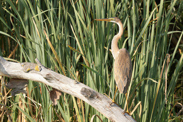 Yellow Heron in natural habitat. Ukraine. Wild Animals.