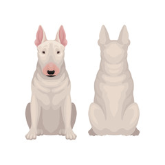 Front and back view of sitting bull terrier. Dog with egg-shaped head and short white coat. Flat vector design