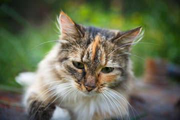 Homeless cat in the poor house for animals. Abandoned cat in a home shelter.