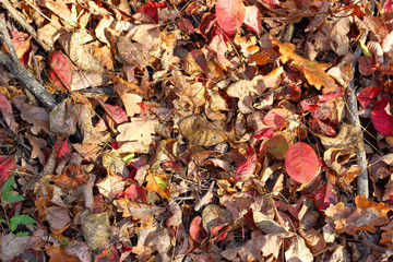 Top view of a layer of fallen autumn multicoloured leaves on ground in the forest
